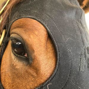 Meet your Posher, Dennis